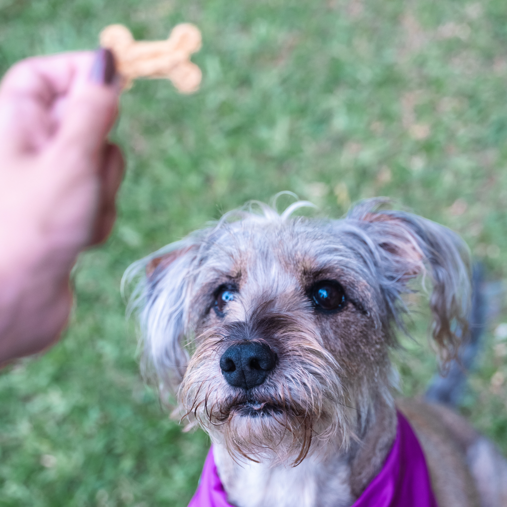 Galletas Saludables para perros
